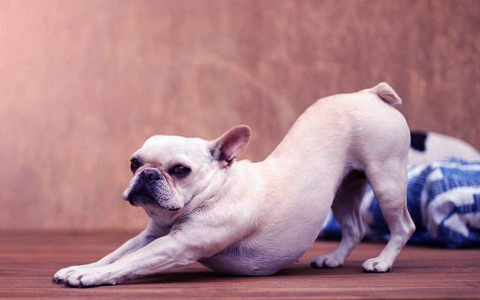 gabapentin dogs back legs