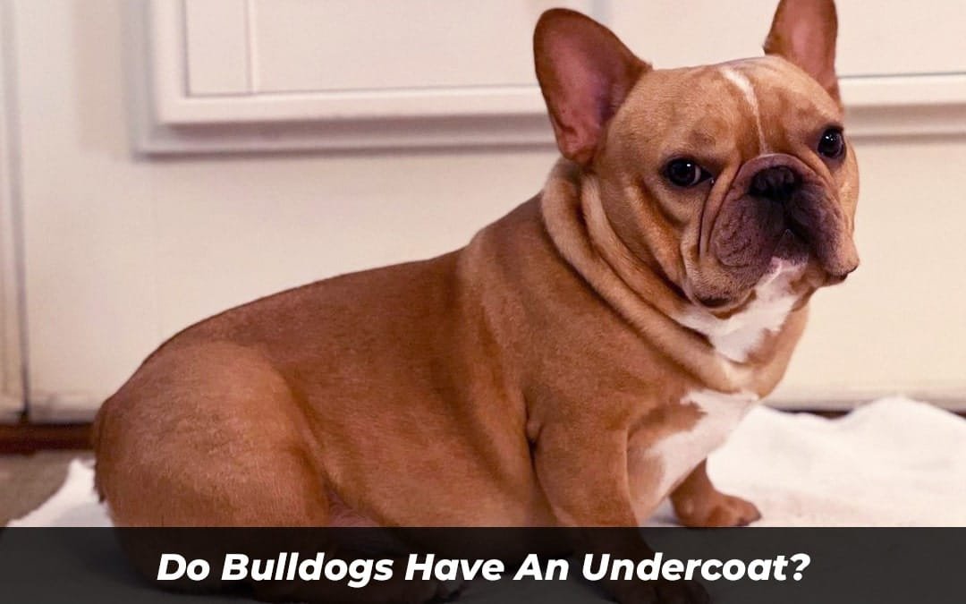 Do Bulldogs Have An Undercoat? Here Are The Truth!