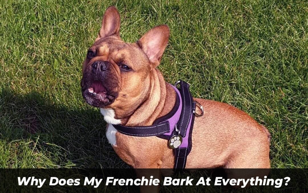 Why Does My Frenchie Bark At Everything? Here Is Why!
