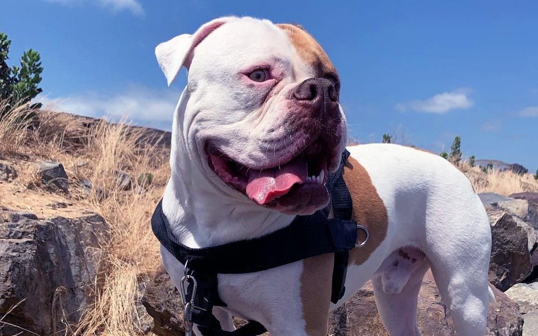 Are Bulldogs Good First Dogs