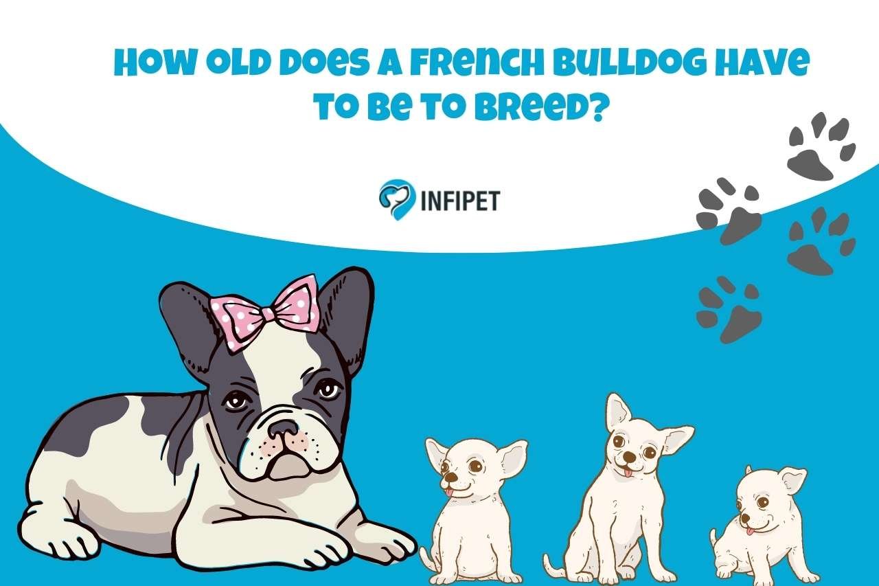 Breeding French Bulldogs: The Right Age for Reproduction