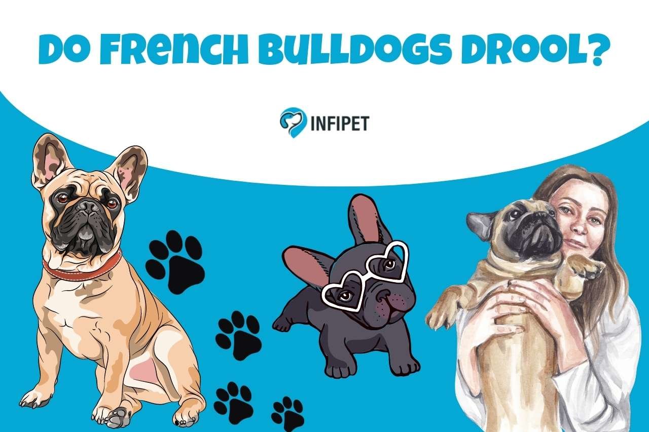 French Bulldogs: The Truth about Drooling and Saliva Production