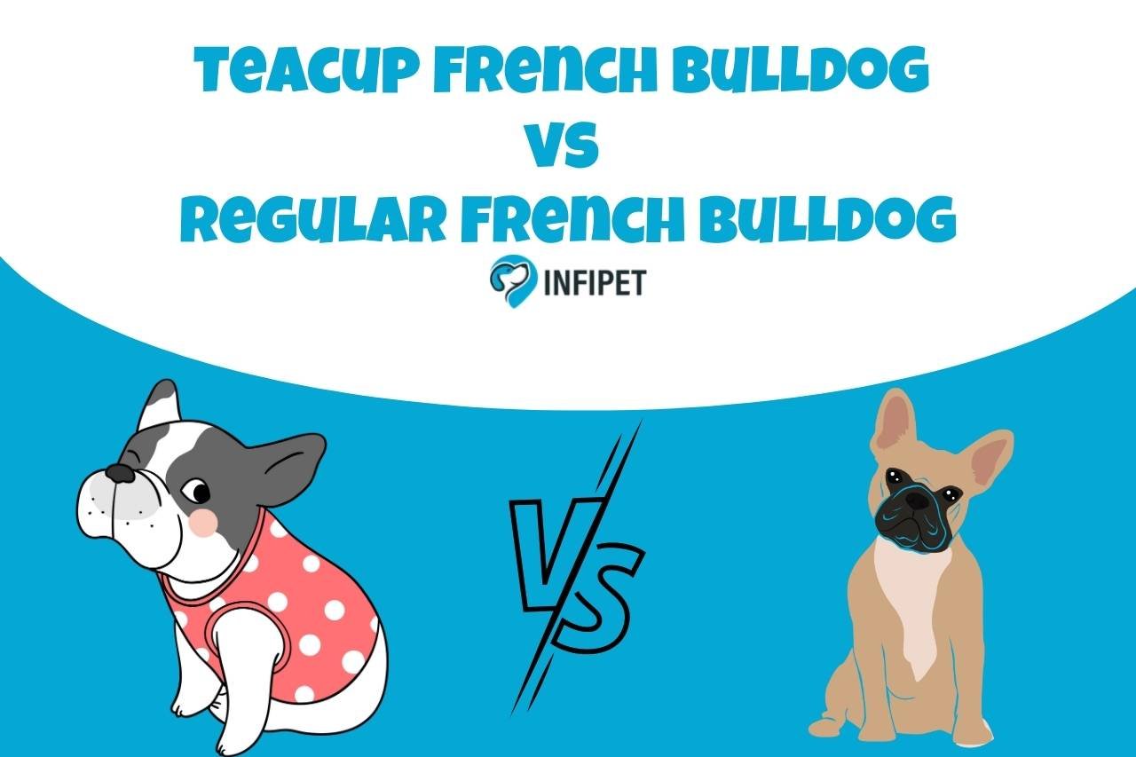 Teacup French Bulldog vs Regular French Bulldog - Key Differences and ...