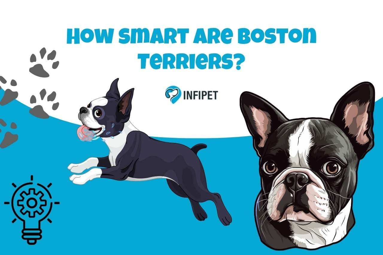 Best dog shampoo for boston terriers top