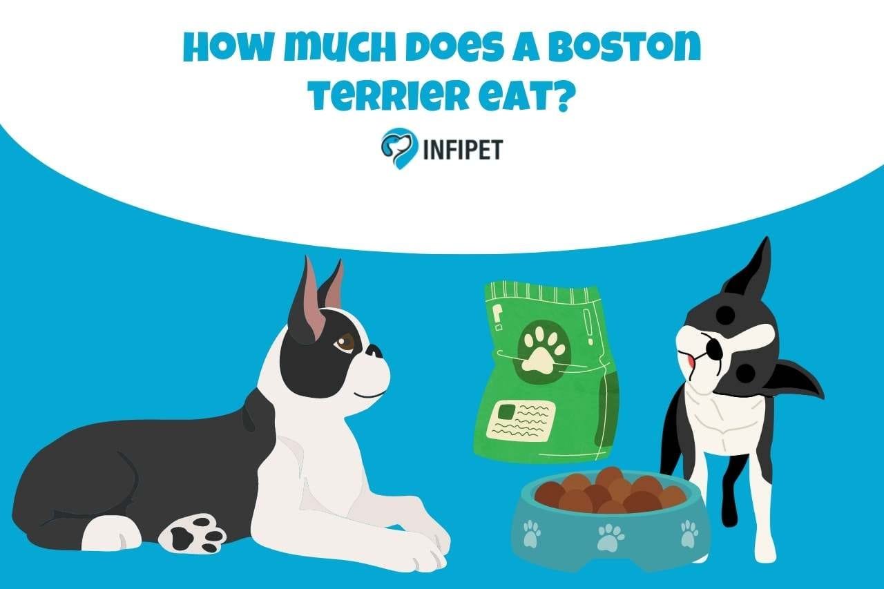 How Much does a Boston Terrier Eat? Understanding Boston Terrier's