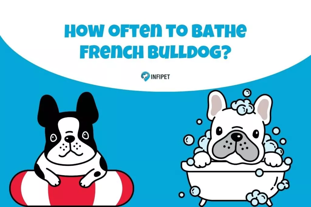 How Often to Bathe French Bulldogs? Maintaining Frenchie Freshness!
